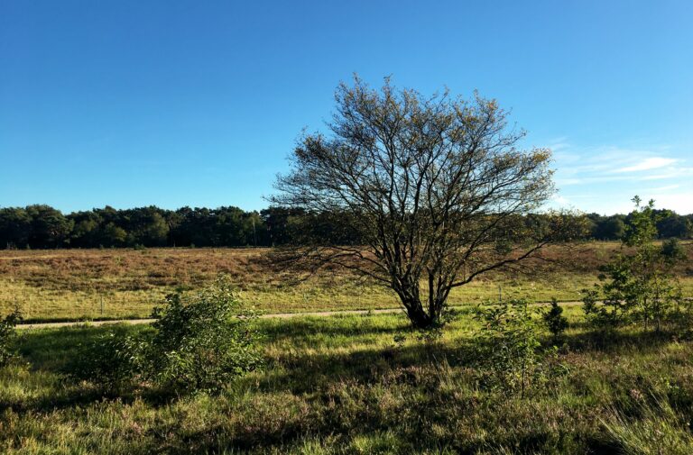 Uitzicht op de heide bij Bussum Zuid. Grote boom in het midden en op de achtergrond het bos.