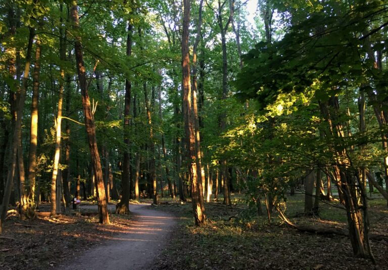 fietspad in het bos bij de Franse Kamp