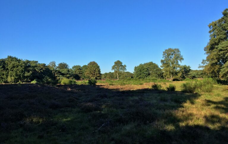 uitzicht op de heide en bomen bij Hilversum