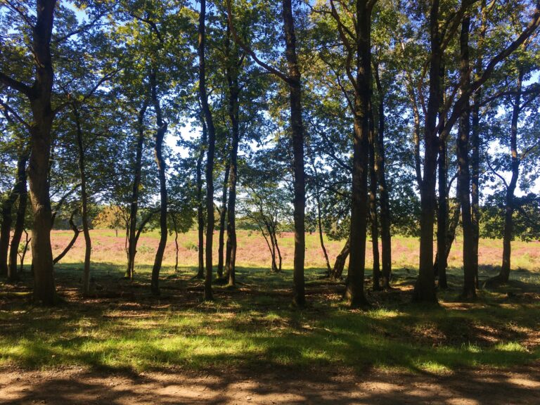 jonge bomen met daardoorheen schijnende paarse gloed van de bloeiende heide