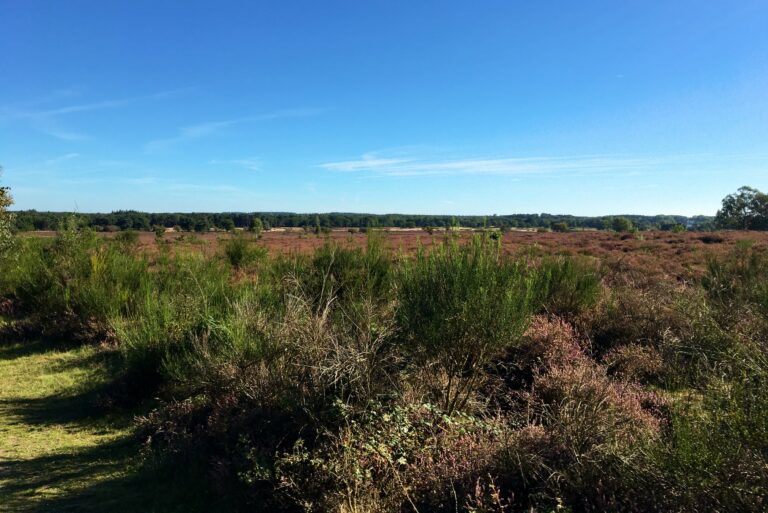 uitgestrekte paars bloeiende heide bij Hilversum