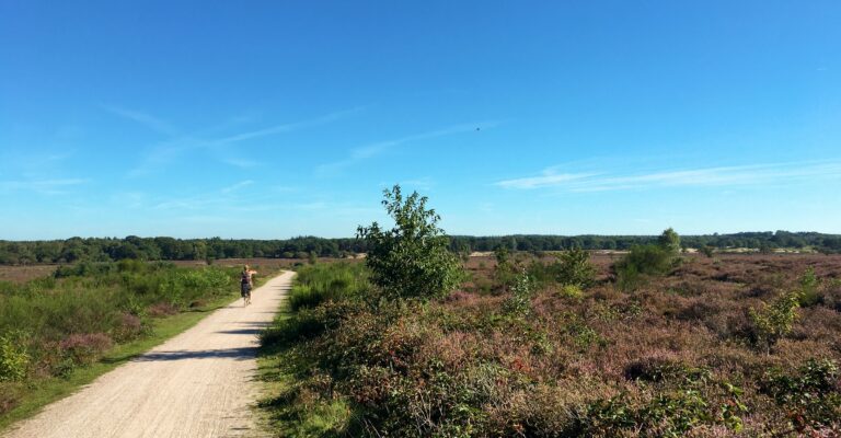 fietspad met een groot uitzicht over de bloeiende heide bij Hilversum