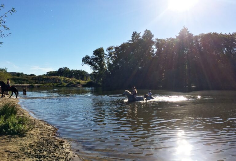 paarden badderen in de plas