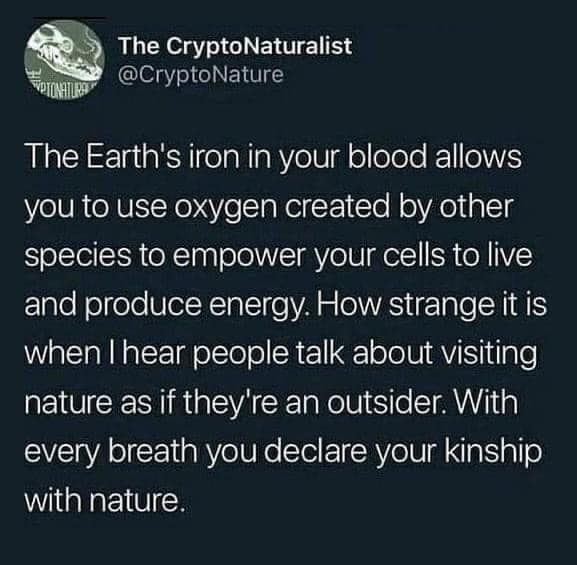 The Earth's iron in your blood allows you to use oxygen created by other species to empower your cells to live and produce energy. How strange it is when I hear people talk about visiting nature as if they're an outsider. With every breath you declare your kinship with nature.
