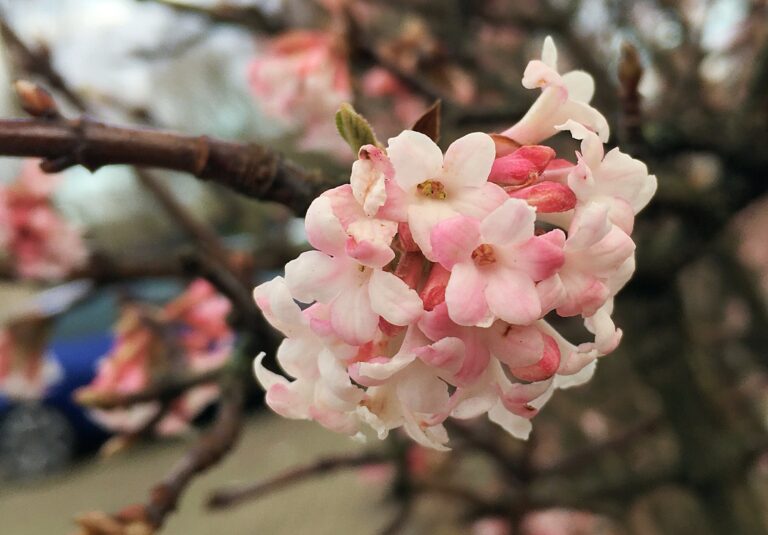 Een bolletje van 20 wit-roze bloemetjes aan een nog kale tak met knoppen en hier en daar hele kleine ontspruitende blaadjes.