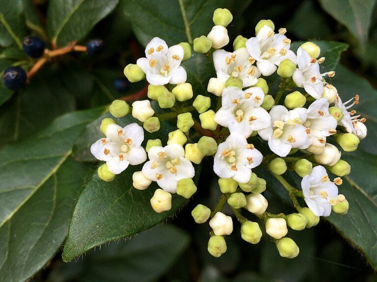 Kleine witte bloemetjes als een bolletje van wel 30 bij elkaar. De eerste 10 zijn net uit de knop en steken mooi af op de donkergroene bladeren. Op de achtergrond de donkerpaarse besjes.