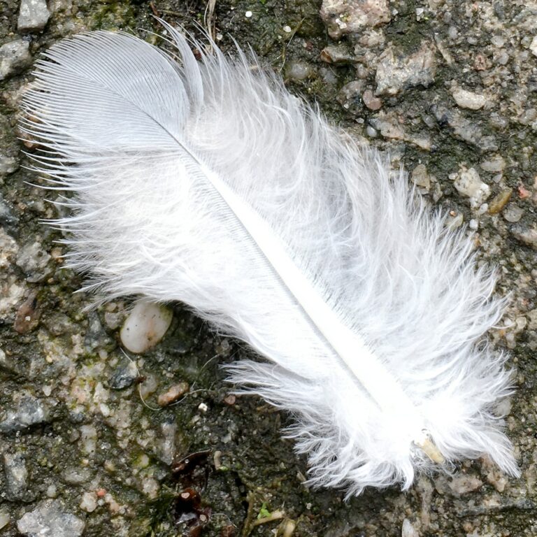 een witte pluizig veer op de straatstenen