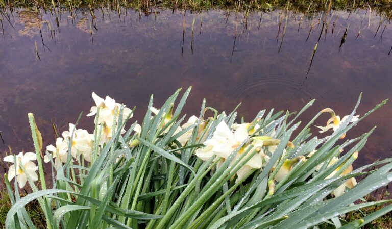 Beregende Narcissen boven een slootje
