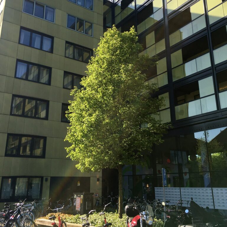 Jonge boom vol in nieuw blad staat voor een groen flatgebouw