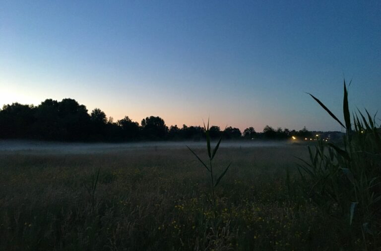 Mist opgesloten in de weilanden door de sloot en het riet.