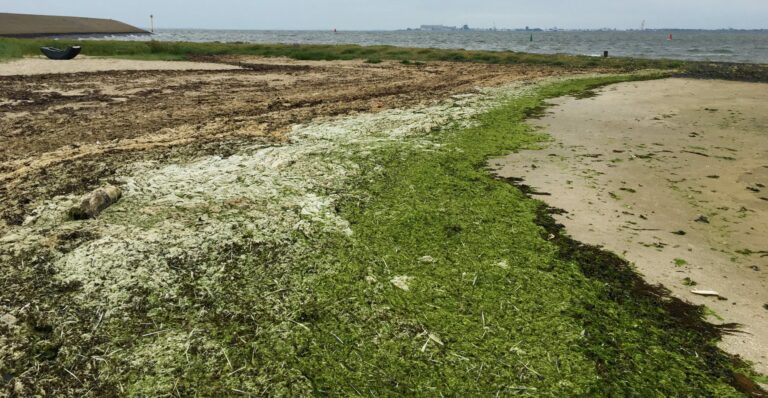 Wier aan de vloedlijn. Het oude wordt steeds verder omhoog het strandje op geduwd. Dat is bruin en uitgedroogd, daartussenin lichtbruin, wit en aan het begin is het nog helder groen. Voelt bijna als de groeiringen van een boom.