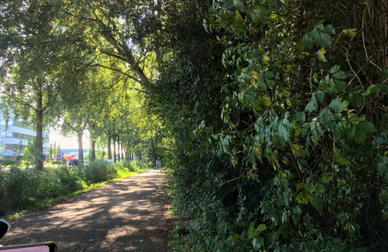 sta met de auto onder het bladerdek op een warme dag. Rechts bladeren en nog eens bladeren. Ze nemen de helft van de foto in beslag. Links is er een kleine weg die richting de horizon loopt met allemaal bomen erlangs. Daarachter nog wat contouren van gebouwen. De zond schijnt door het bladerdek heen.