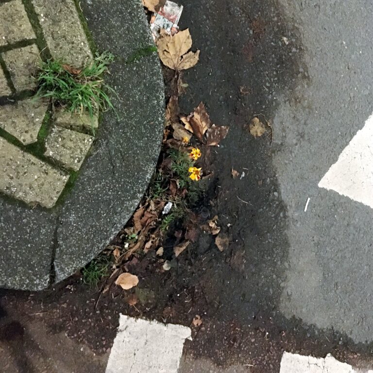 in het midden tussen asfalt een een stoep bloeit een geel met rood bloemetje in november