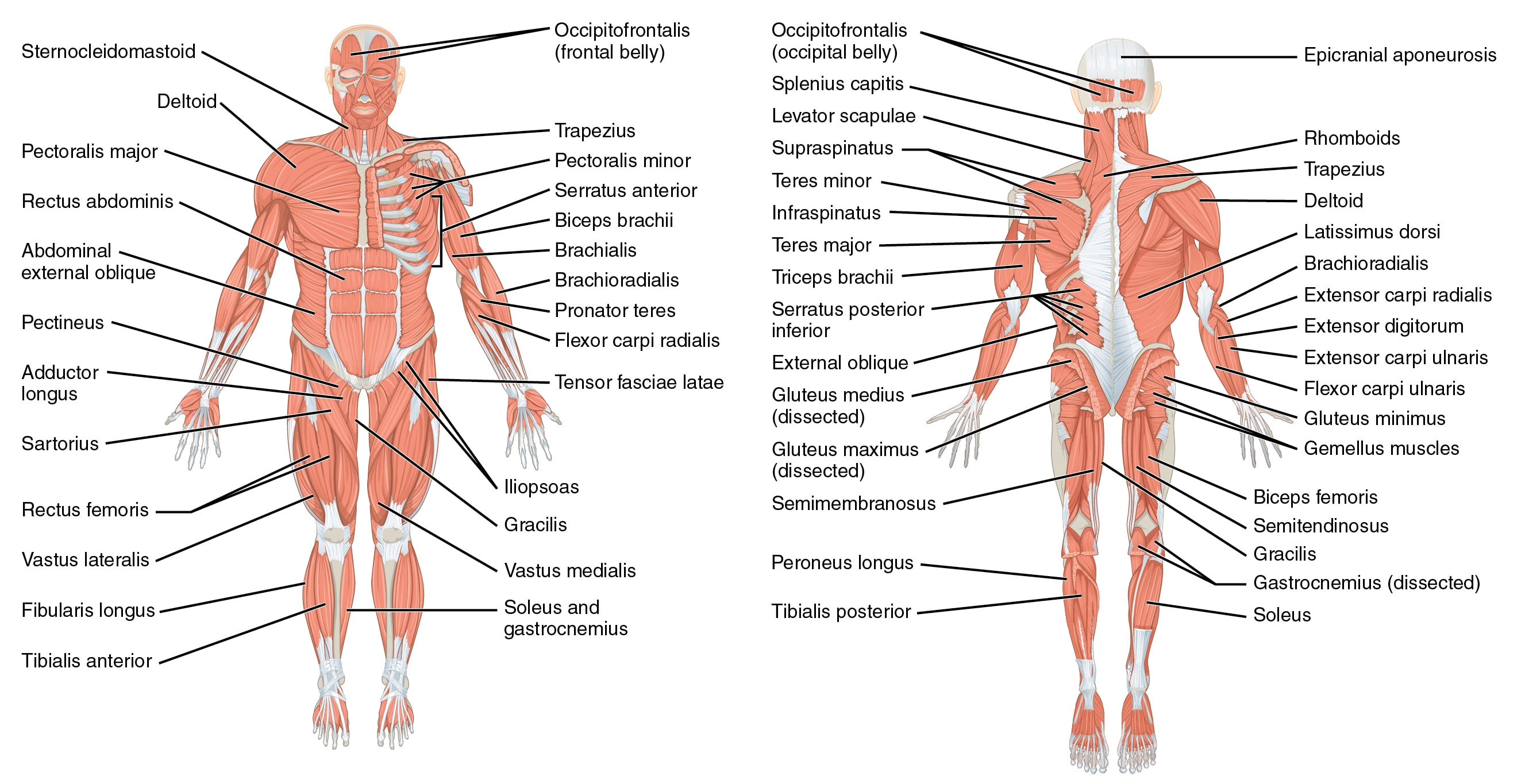 Illustratie van het lichaam met alle spieren en namen. Links de voorkant, rechts de achterkant.