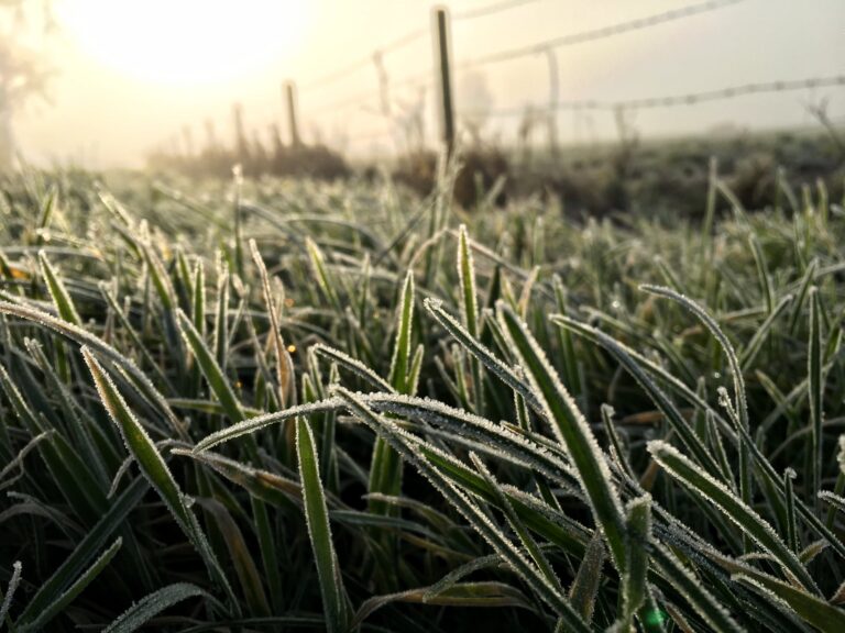 Gras met rijp erop in een warme gloed van de ochtendzon die door de mist een mooi diffuus warm licht schijnt.
