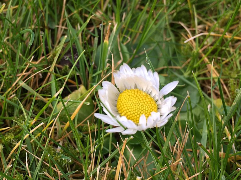 Een madeliefje in het gras. De lente komt eraan?