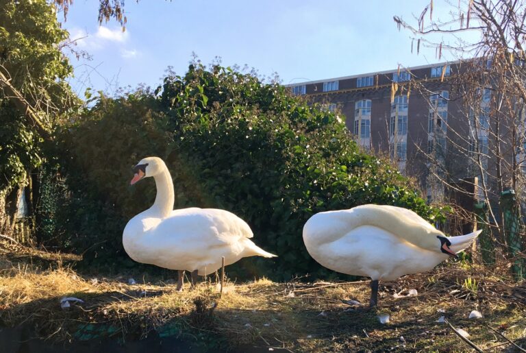Twee zwanen op een klein kunstmatig drijvend eilandje. De man houdt me in de gaten terwijl de vrouw zich aa het poetsen is.