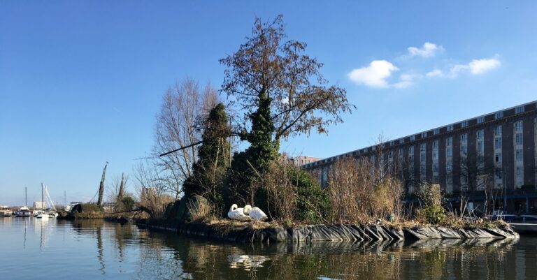 Zwanen op een kunstmatig drijvend eilandje met wat begroeiing en twee bomen.