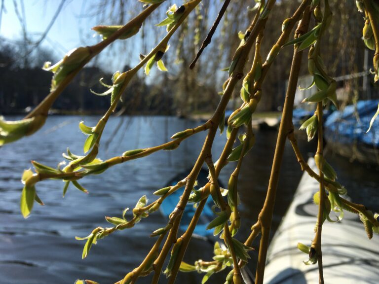 De treurwilg van dichtbij en het ontpoppen van de lichtgroene blaadjes. Door de takken heen zie je onscherp het water, mijn kajak e de oever met gebouwen. De lucht is blauw en het water kalm.
