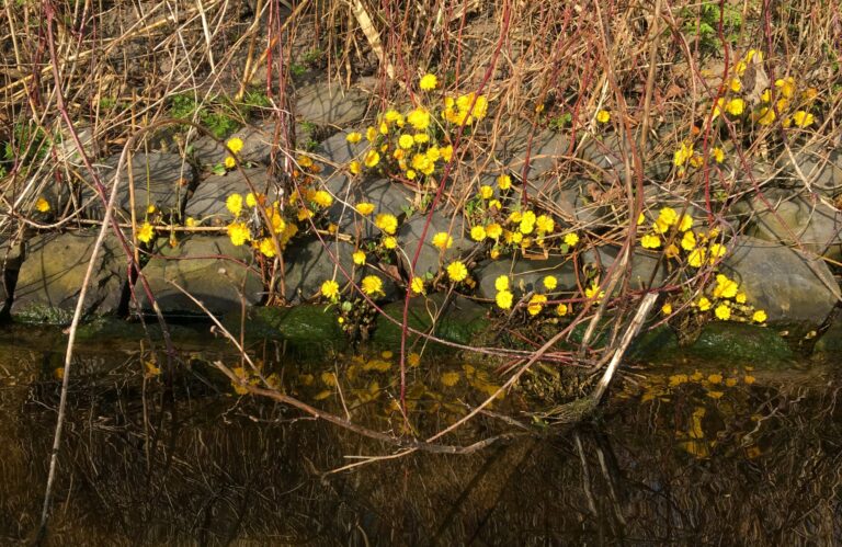 Gele bloemetjes op de basaltkade die weerspiegelen in het water. Omgeven door dorre takken. Is als een oase in de woestijn. 