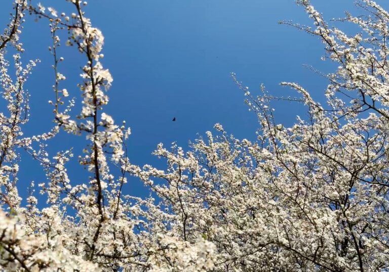 Een foto van de kruin van de boom vol met witte bloesem. Je kan een vlinder zien vliegen. De lucht is helder blauw.