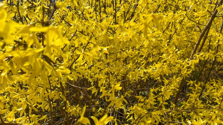 Een zee van gele bloemen in een struik (Forsythia) zonder blad