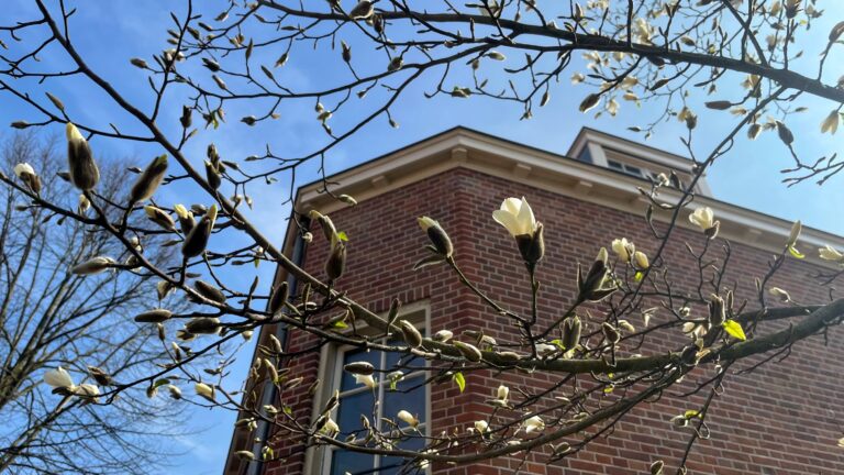 Takken met grote witte bloemen