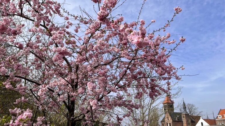 Boom in volle bloei met roze bloesem met op de achtergrond een kerk
