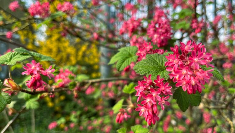 struik met helder groene bladeren en diep roze kleine bloemen die zich bundelen in groepjes