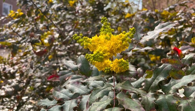 De gele bloemen van een hulstdruif. Kegels die samen een stervorm maken.