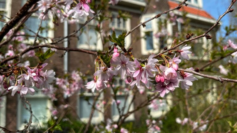 Takken met roze/witte bloesem