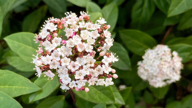 Een groene struik (sneeuwbal) met wit roze bloemetjes die als een sneeuwbal bij elkaar zitten. De knopjes zijn diep roze. Elk bloemetje is nog geen halve centimeter in doorsnee.
