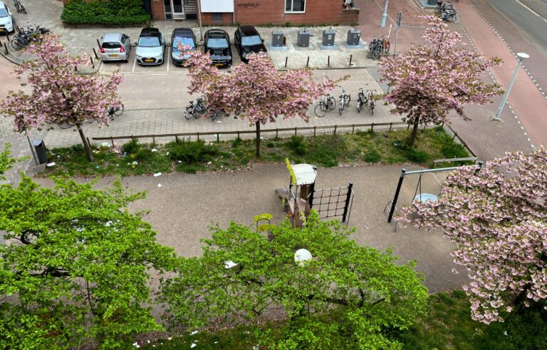 Bovenaanzicht van zes dezelfde soort bomen waar twee al in blad staan en vier nog vol in bloei. Reden; omdat de twee linksonder een beter microklimaat hebben omdat ze meer uit de wind staan door beschutting van het gebouw.