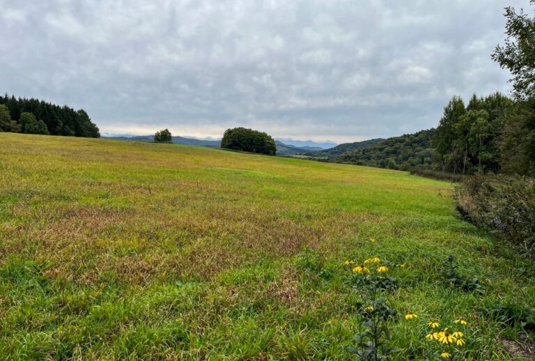 Een weide op een heuvel. Op de achtergrond bergen en bos
