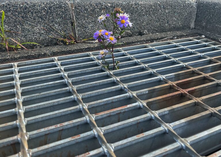 Een paar paarse bloemen groeien uit een put. Je ziet het raster en daar de bloemen uitsteken. De put is diep maar dat zie je niet.