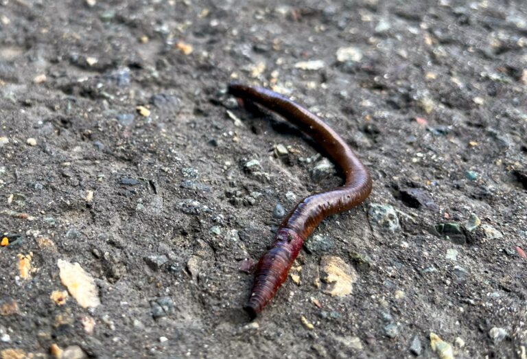 Een dode uitgedroogde regenworm op het asfalt