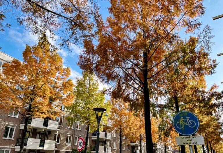 de kruinen van de bomen in de molukkenstraat in herfstkleuren met een blauwe lucht op de achtergrond.